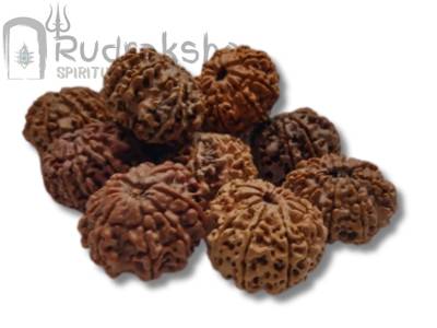 9 Mukhi Rudraksha from Nepal